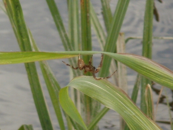 Araneus sp.